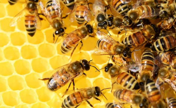 Včelaře čeká těžký rok. Jihočeský kraj je proto podpoří částkou přesahující milion a půl korun