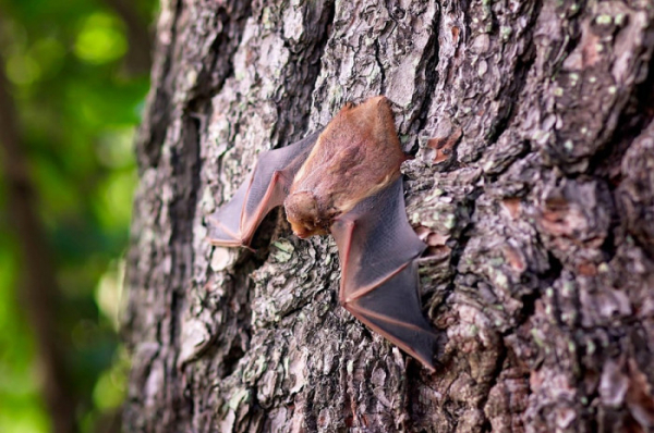 Mezinárodní noc pro netopýry bude 10. září u Chýnovské jeskyně