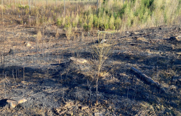 Při požáru lesa u Slapska byl vyhlášen druhý stupeň, vyžádána byla i mezikrajská výpomoc