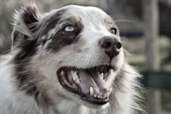 Šarplanický pastevecký pes pokousal na Jindřichohradecku projíždějící cyklistku