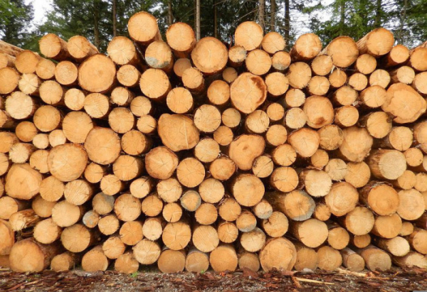 Z lesa u Hořic na Šumavě odcizil neznámý pachatel smrkové dřevo za téměř 60 tisíc korun