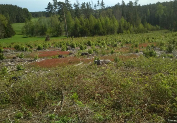 ČIŽP: Nepovolené kácení stromů v Jihočeském kraji stálo firmu 1 500 000 korun. Kůrovec jako záminka neobstál