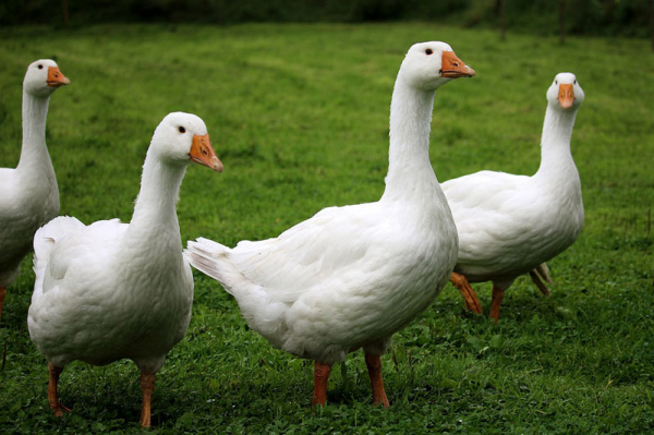 Agrární komora: Kvůli ptačí chřipce se vylíhlo o čtvrtinu méně hus