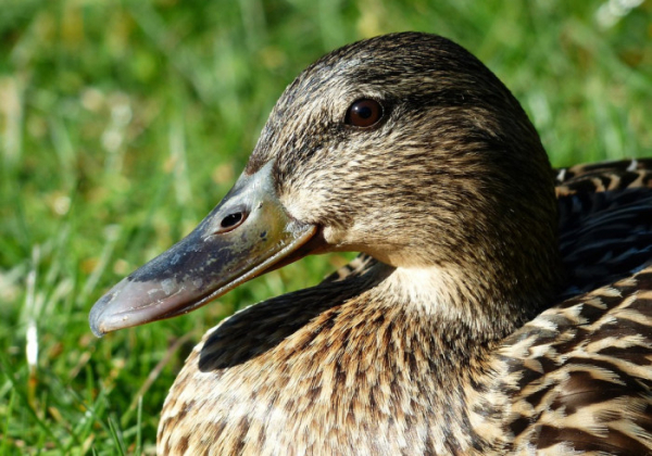 Na Jindřichohradecku, ve velkochovu kachen, se objevila ptačí chřipka