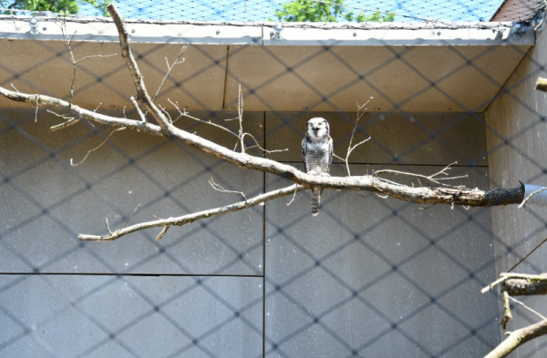 Zoologická zahrada Hluboká nad Vltavou otevírá novou expozici sov